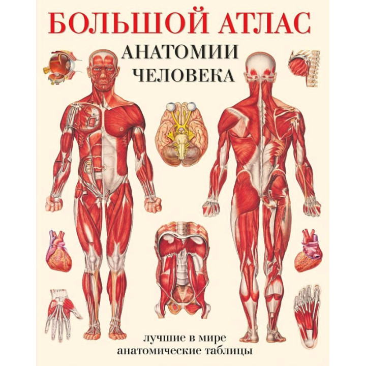Большой атлас анатомии человека Махиянова Е.Б _--